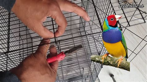 How To Set Up Your BIRD S Cage Simple Cage Setup Bird Cages Design