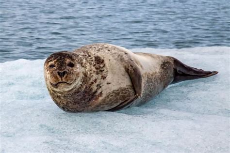 What Are The Predators Of Ringed Seals? - Worldwide Nature