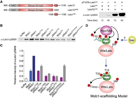 Mob Allosterically Promotes Lats Autoactivation A Lats Ps Blot