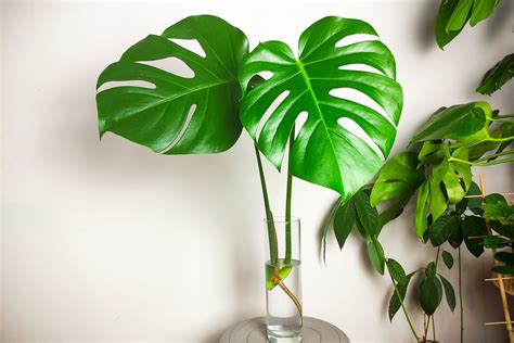 Monstera Dziurawa Rozmna Anie Uprawa Warunki Hodowli Monstera