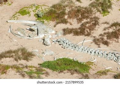 Skeleton Humpback Whale Stock Photo 2157899535 | Shutterstock