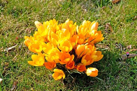 Crocus Flowers Plant Yellow - Free photo on Pixabay