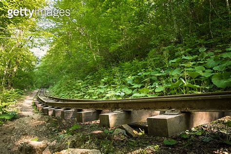 Old Narrow Gauge Railway In The Forest In Summer Overgrown With Plants