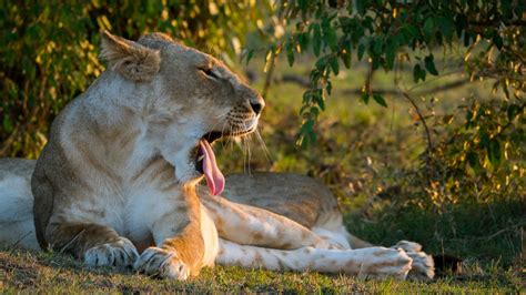 Fondos de pantalla Animales naturaleza césped león fauna