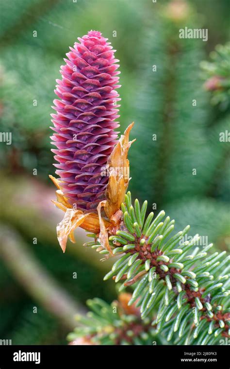 Picea Abies Female Flower Banque De Photographies Et Dimages à Haute