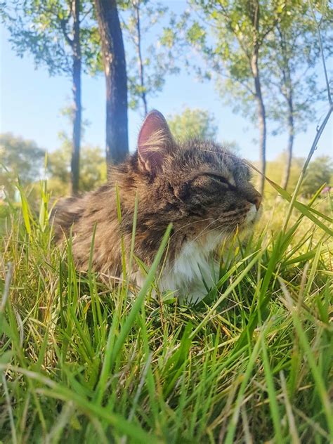 РадиоКот :: Главная