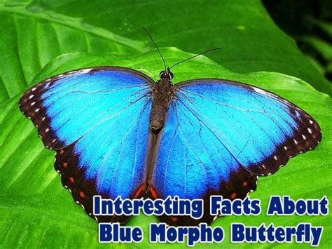 Blue Morpho Butterfly Life Cycle