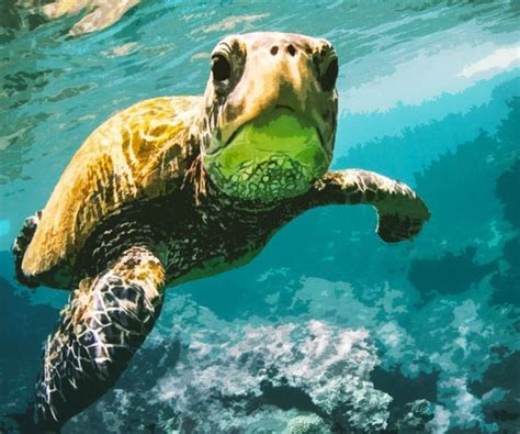 27 Wonderful Turtle Gifts Guaranteed To Make A Splash With Any Turtle Lover