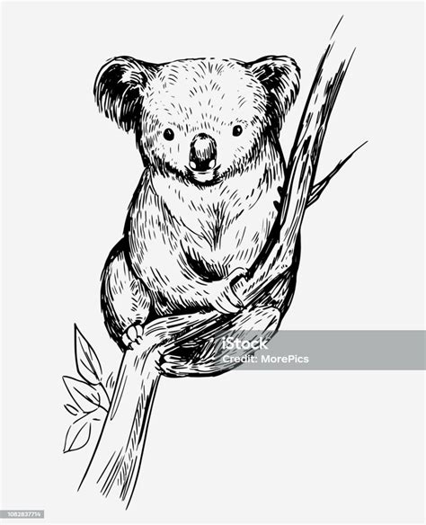 Sketsa Beruang Koala Sketsa Yang Digambar Dengan Tangan Dikonversi Menjadi Vektor Ilustrasi Stok