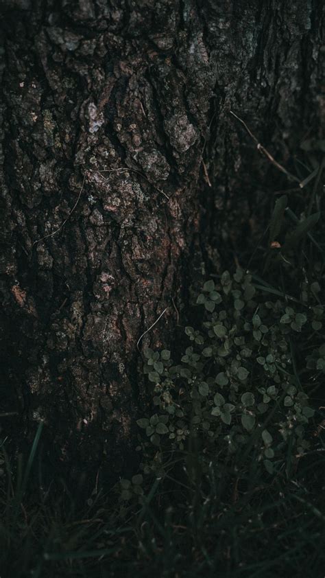 Background | Natura, Sfondi