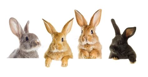 A Complete Guide to The Best Indoor Rabbit Breeds to Keep as Pets • Pet ...