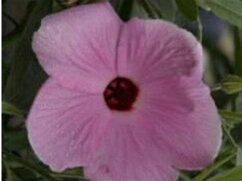 Hibiscus hybrid ‘Aussie Pink’ – Native Hibiscus | Gardening With Angus