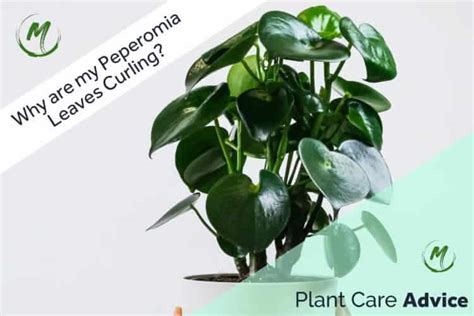 Why Are My Peperomia Leaves Curling Causes And Treatment