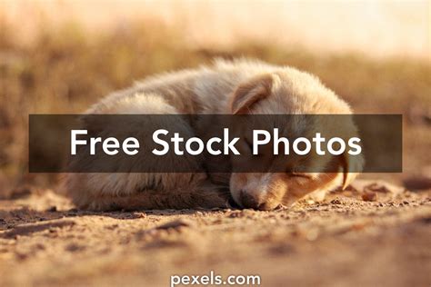 Sleeping Puppy Wallpaper Photos, Download The BEST Free Sleeping Puppy ...