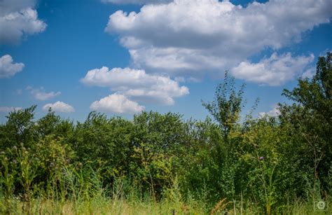 Green Trees and Sky Background - High-quality Free Backgrounds