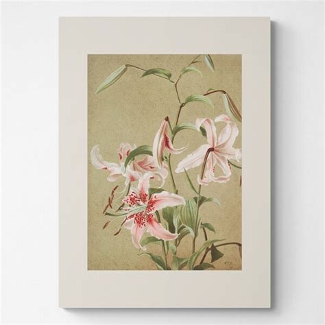 Stargazer Lily Etsy