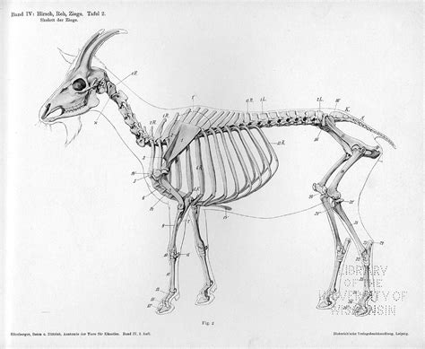 Goat Skeleton Animal Skeletons Goat Anatomy Goats