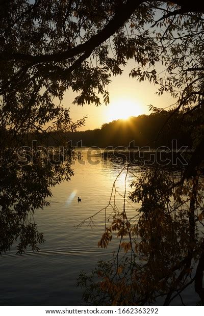 Liepnitzsee Lakescape Alder Tree Silhouette Sunset Stock Photo