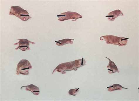 An Artist And A Naked Mole Rat Expert Have Collaborated To Create Some Amazing Art Shropshire Star