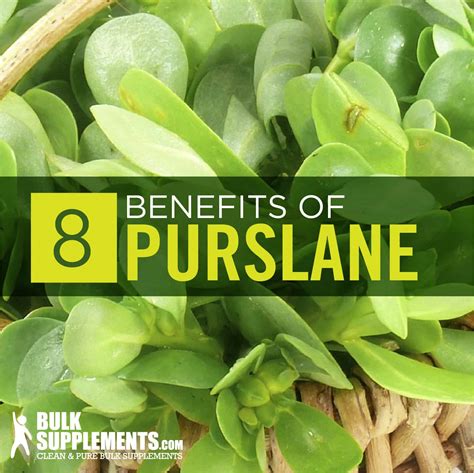 Purslane Portulaca Oleracea Benefits And Dosage