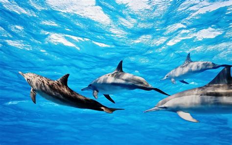 Dolphin Wallpapers - 4k, HD Dolphin Backgrounds on WallpaperBat