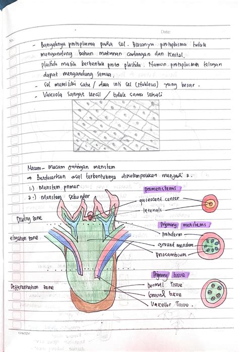 Solution Jaringan Tumbuhan Studypool