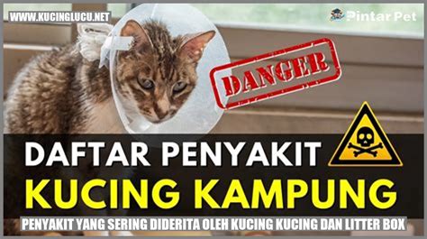 Kucing Dan Litter Box Kunci Penting Untuk Kesehatan Kucing Anda