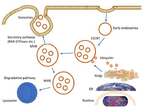 Exosome Structure Biogenesis And Secretion Download Scientific Diagram