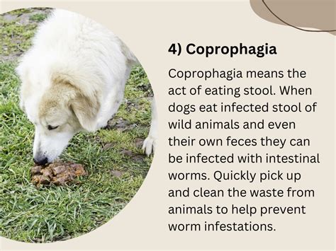 PPT - 7 Modes of Worm Transmission Into Your Dog PowerPoint ...