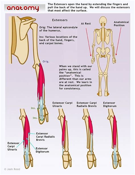 Anatomical Position Labeled - bmp-review