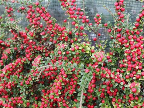 Cotoneaster Horizontalis