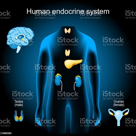 Imagens Do Sistema Endócrino - Vetores de Glândulas De Um Sistema Endócrino Humano e mais imagens de ...