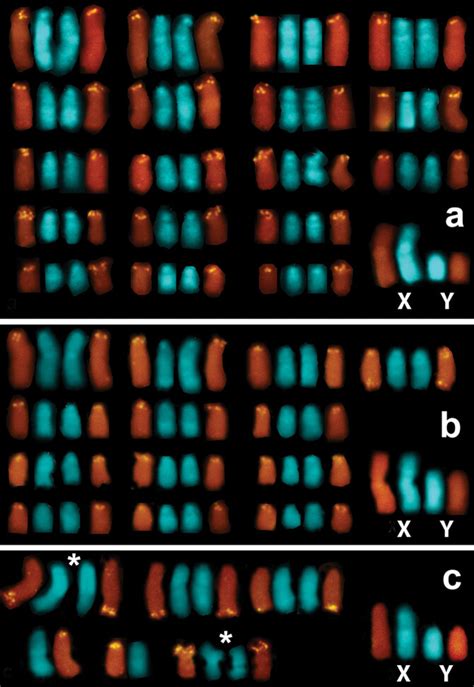 Partial Karyotypes Composed Of Rdna Bearing Chromosomes And The Sex Download Scientific Diagram