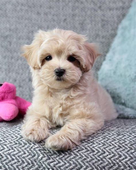 Maltipoo puppies for sale near me under 500/Cheap maltipoo