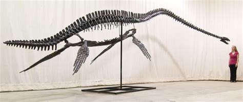 Elasmosaurus Sp PUNTLEDGE RIVER Skeleton Display Replica Black