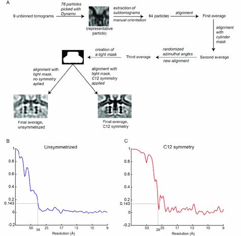 Figure S Subtomogram Averaging Of The Neck Complex A Schematic Of