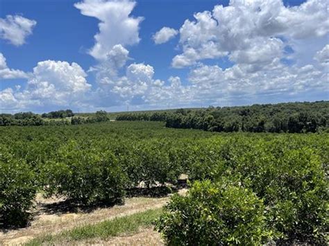 Florida Citrus Farms For Sale Page 2 Of 2 Farmflip