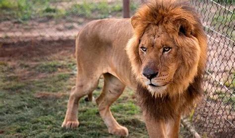 Pesadilla de leones hambrientos que te acechan en tus sueños