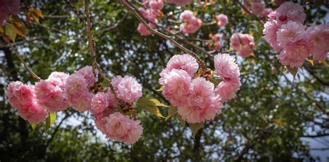 Arboles De Cerezo Japoneses En Flor En Primavera En Roma Italia Foto De