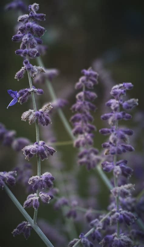 Russian-Sage-Flowers – Pop and Thistle