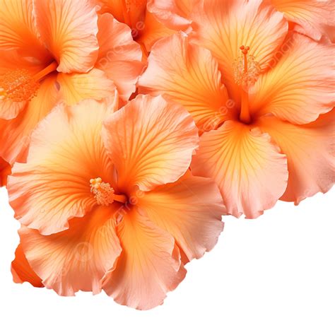 Beautiful Orange Double Hibiscus Flower Front Hibiscus Vivid Png