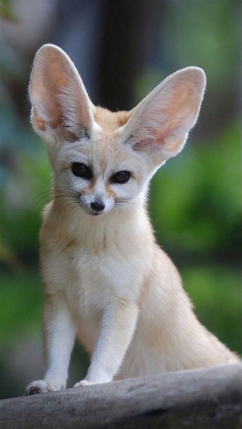 Adorable Fennec Fox Pictures Discover Fascinating Facts In Video