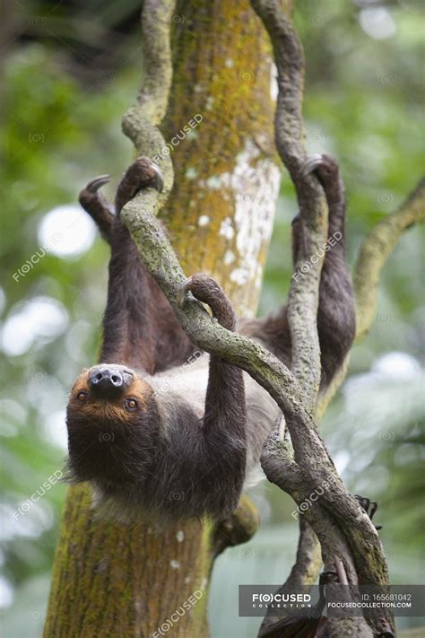 Sloth Slowly Moves — around, log - Stock Photo | #165681042