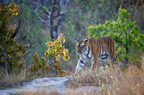 Bandhavgarh Tiger Photography Tour - Private Guided Safaris