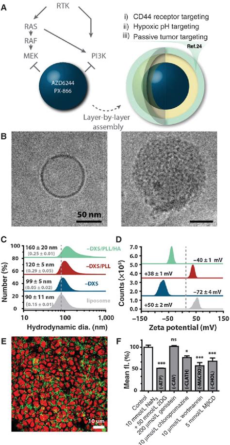 Figure From Tumor Targeted Synergistic Blockade Of Mapk And Pi K From