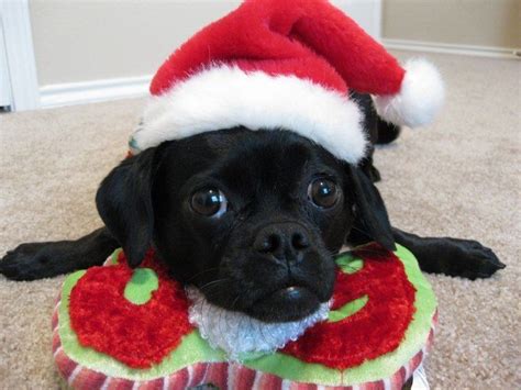 Black Puggle Christmas Animals Puggle Santa Dog