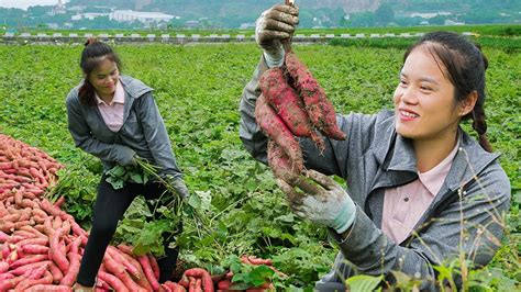 Harvesting Sweet Potato Garden Goes To The Market Sell Cooking Sweet