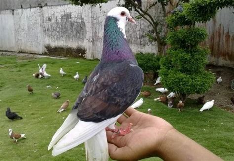 Burung Dara Megan Homecare