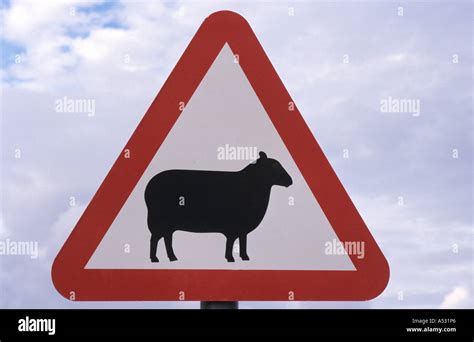 Traffic Sign Warning Of Sheep In John O Groats Scotland Stock Photo