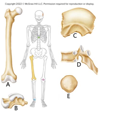 Anatomy And Physiology Chapter 7 Skeletal System Sb Flashcards Quizlet